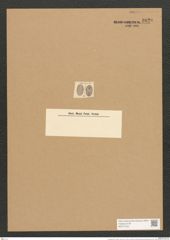Cocconeis lyra A. Schum. (de-Toni-Nr.: Genus 40, Species 1830) Zeichnungen Sammlung Grunow Nr. 3620 (NHMW-BOT-W0371223)